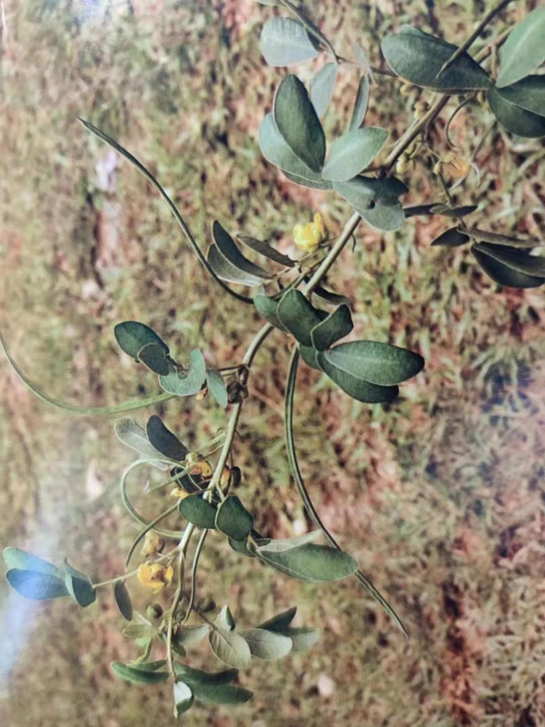 清肝明目、潤(rùn)腸通便、降壓降膽固醇——決明子